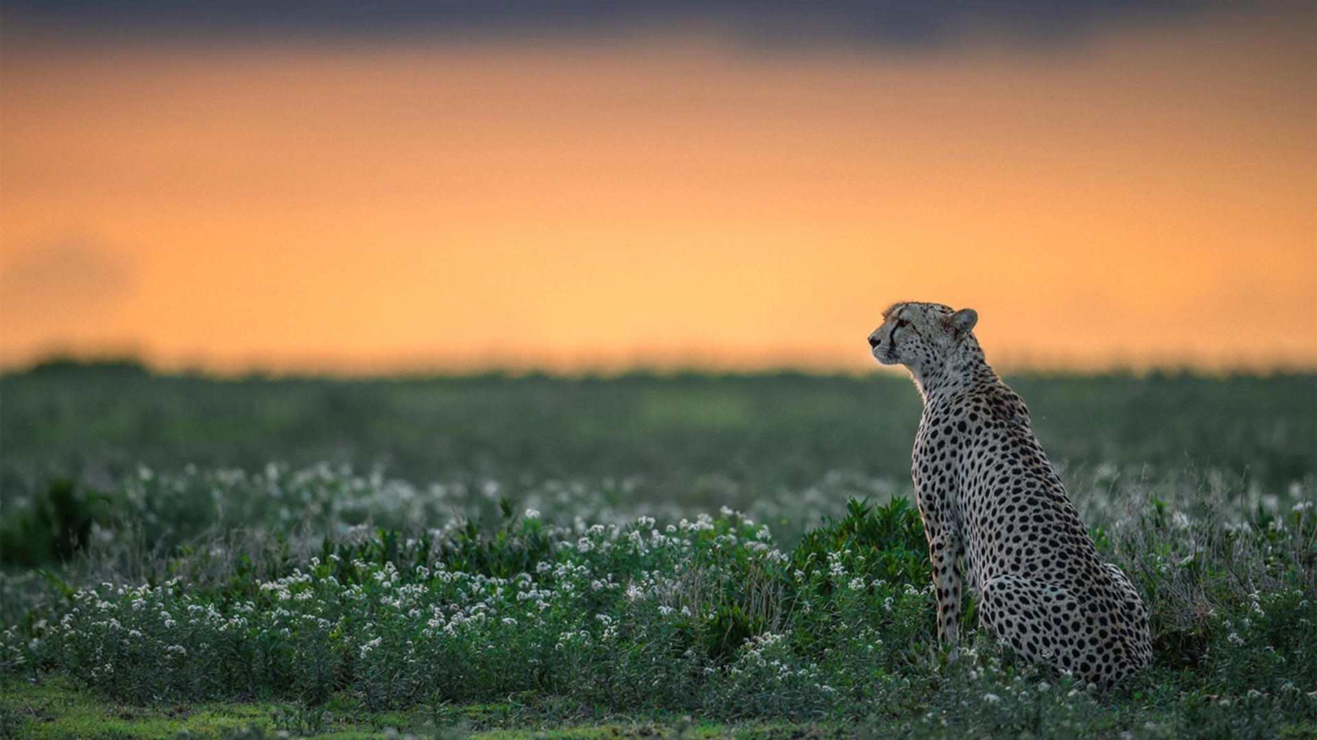 开云体育官网下载-中超比赛传控流畅度评分模型,中超比赛传控流畅度评分模型有哪些