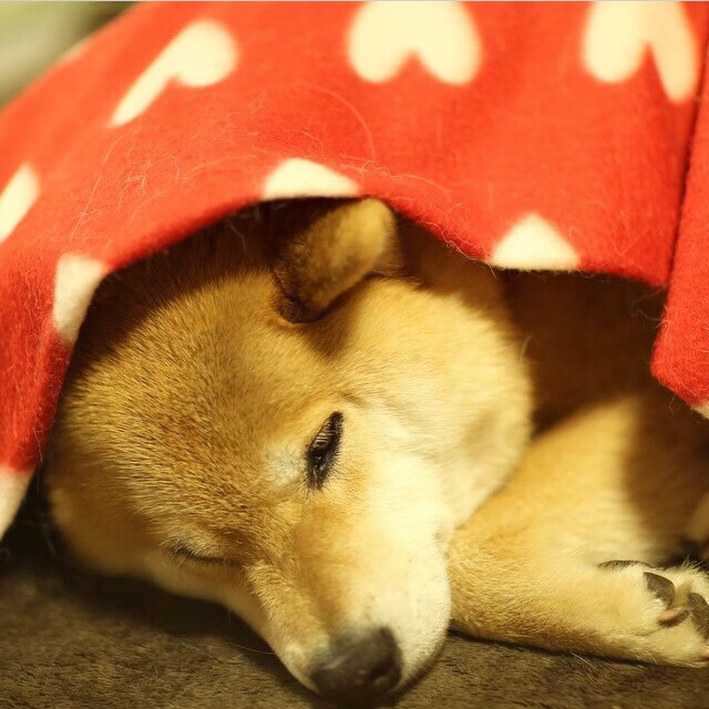 开云在线入口-国家队备战缺少科学支持,国家队备战缺少科学支持的原因