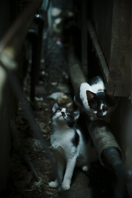 开云体育app在线-新加坡队赛制深度分析:赛制与战术如何完美结合,新加坡邀请赛决赛视频