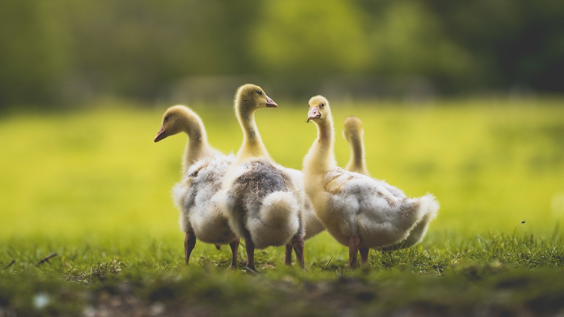 开yun官网-校园足球赛事延伸至寒暑假期间，校园足球联赛竞赛规程