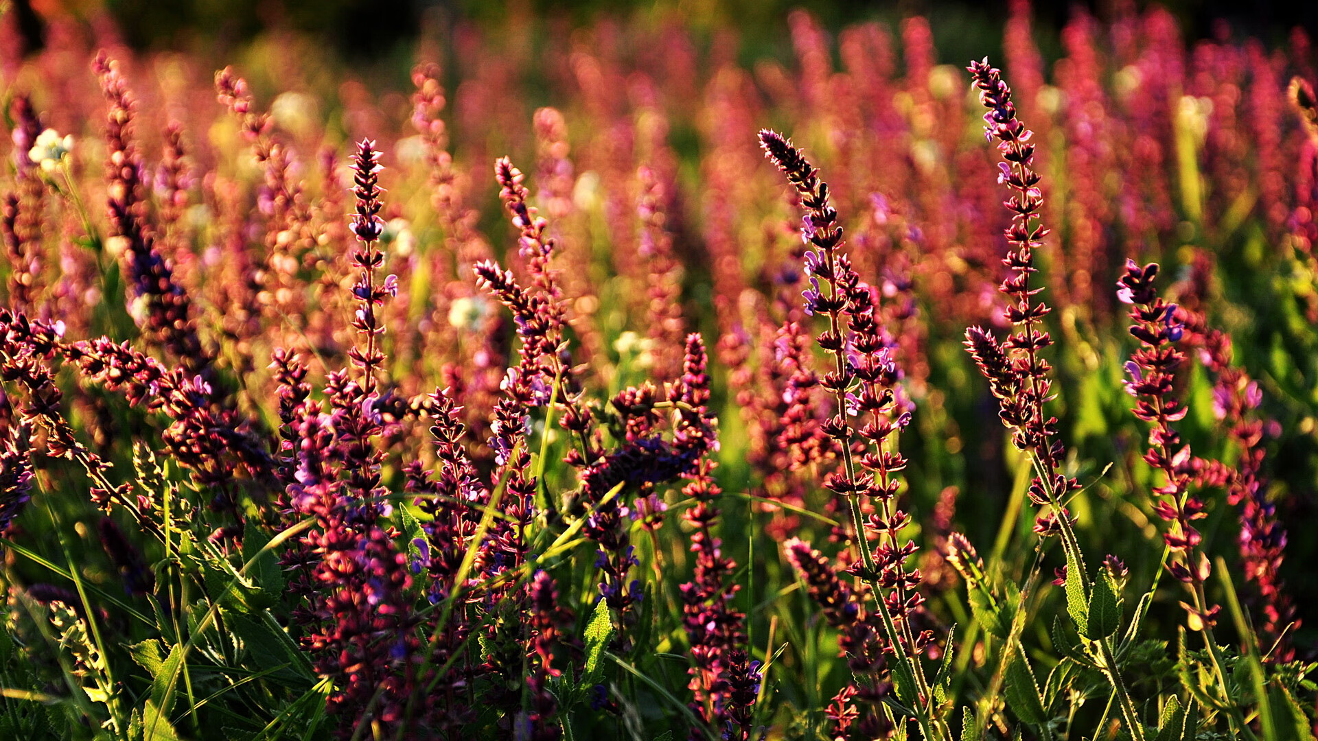 开云体育app入口-美国队在国际乒联混合团体世界杯中的全面表现回顾,美国乒乓球世锦赛