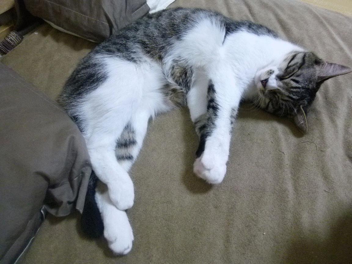 开云体育app下载-赛事运营团队加强品牌建设与粉丝互动,赛事运营方案