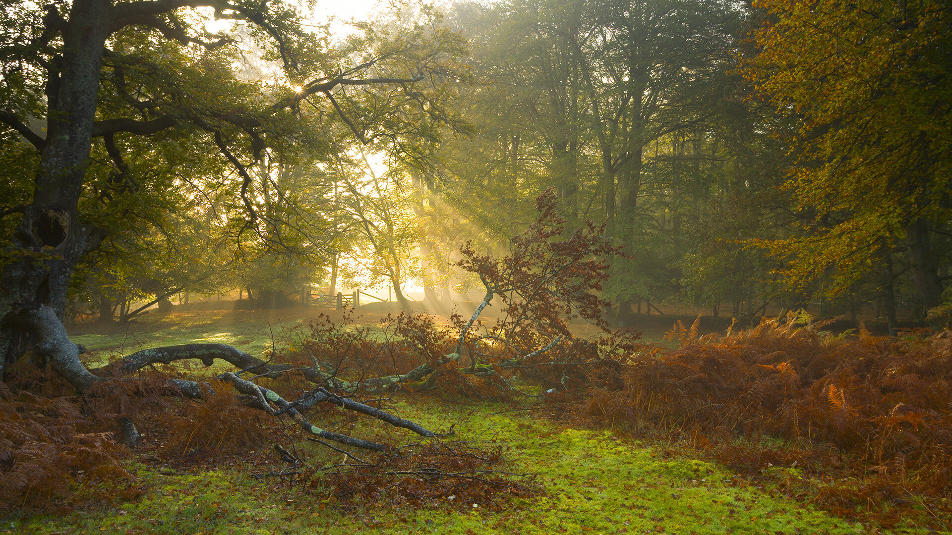 开云体育网站-希腊男篮在欧洲锦标赛中再夺荣耀,传统强队实力不倒,希腊男篮实力如何