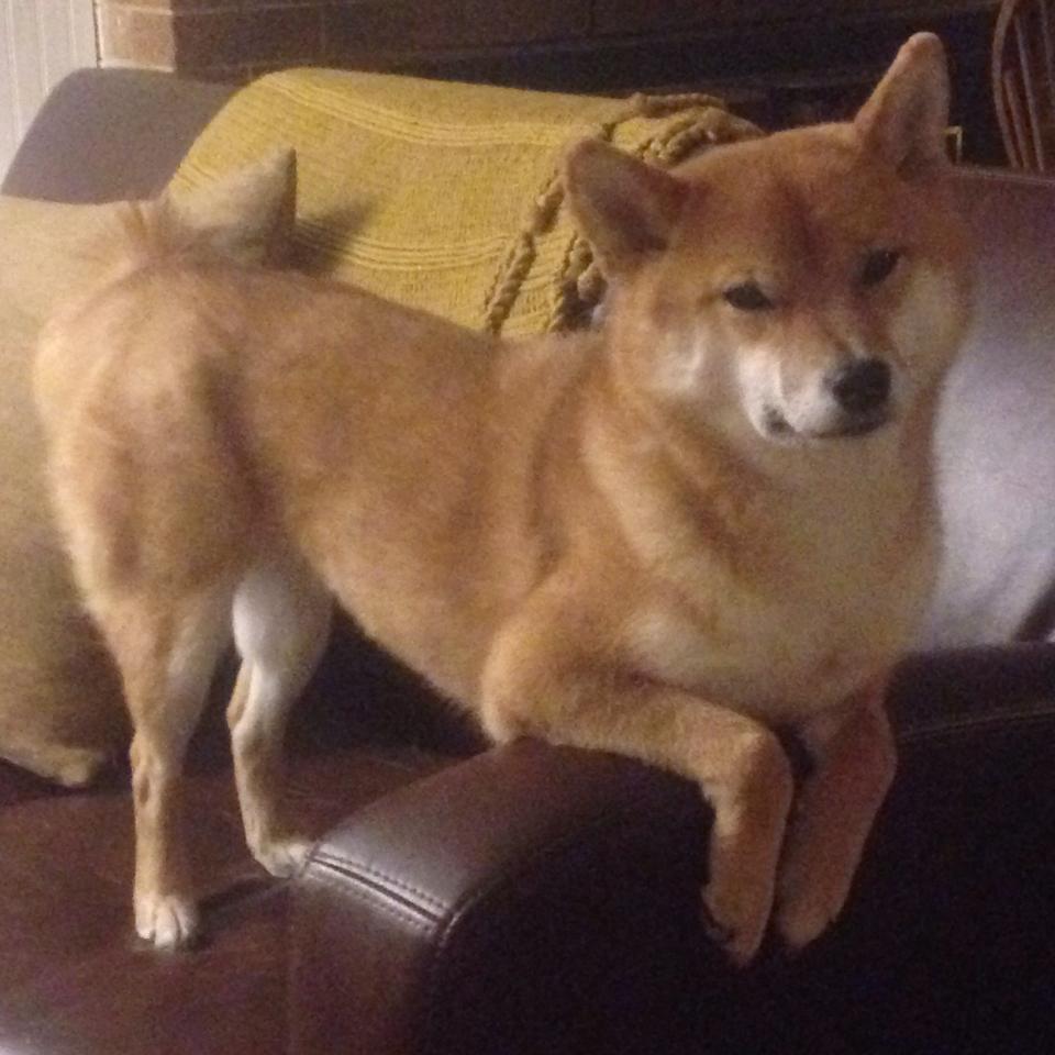 开云体育下载-黎巴嫩男篮在西亚锦标赛中奋勇争夺,冲击奥运耀眼目标,黎巴嫩男篮亚洲杯