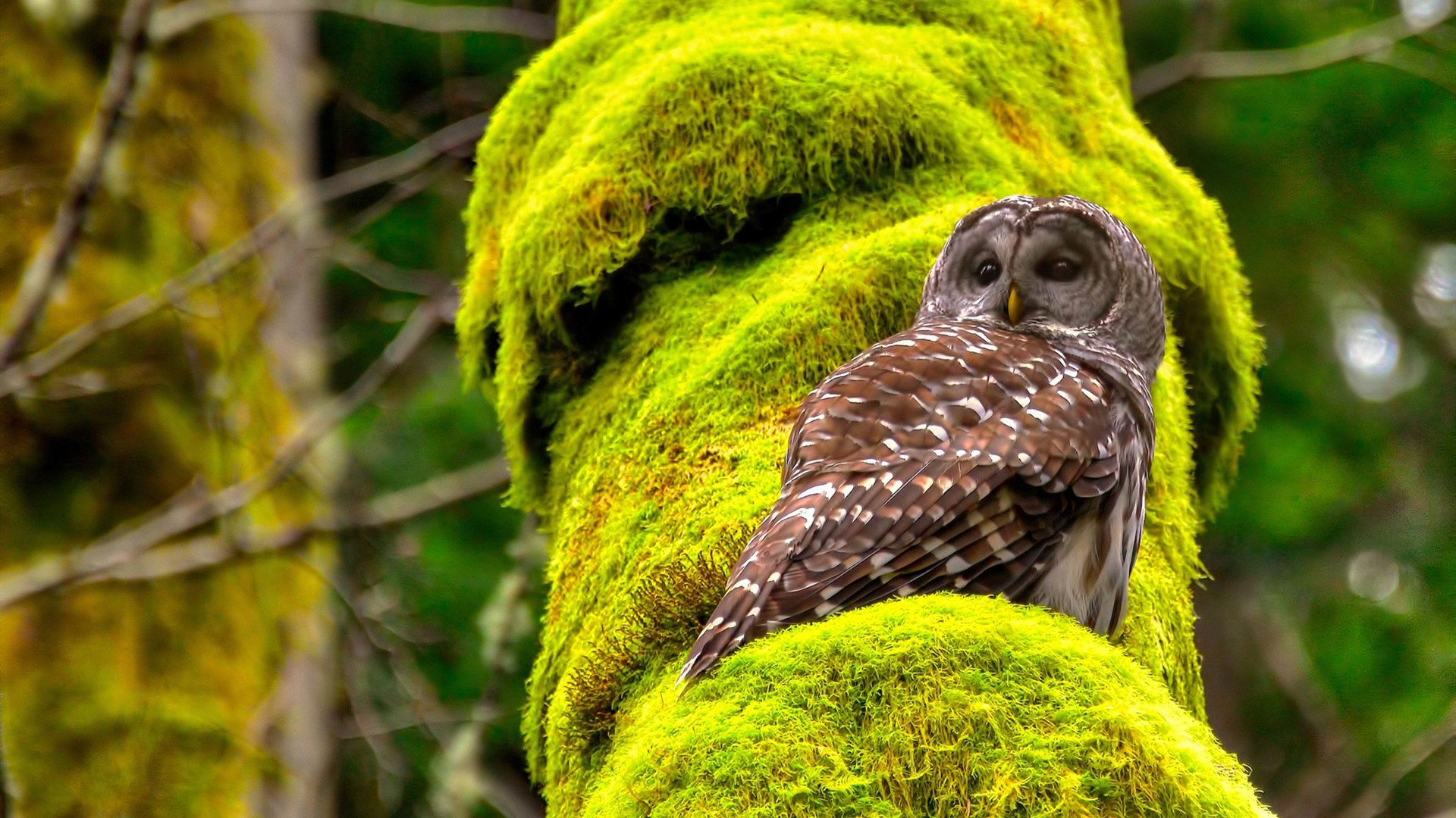 开云体育下载-黎巴嫩男篮在西亚锦标赛中奋勇争夺,冲击奥运耀眼目标,黎巴嫩男篮亚洲杯