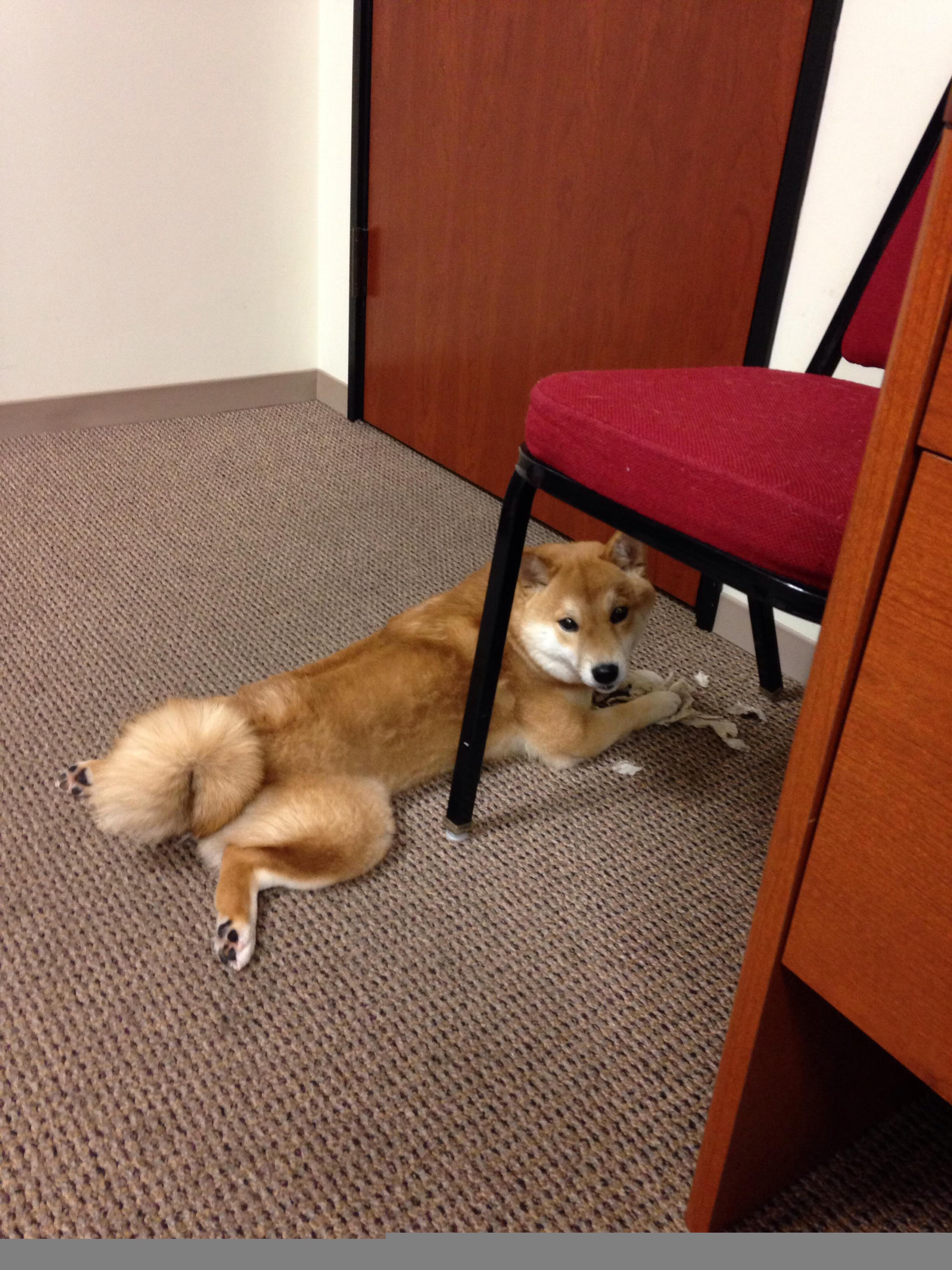 开云体育下载-乒乓德甲俱乐部商业难关,欧洲观察提供发展新思路,欧洲乒乓球俱乐部