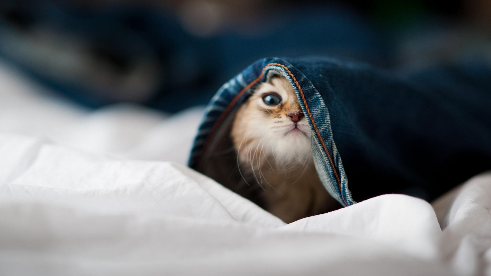 kaiyun开云体育-五大联赛失误导致丢球次数排行公布，五大联赛单赛季丢球最少记录